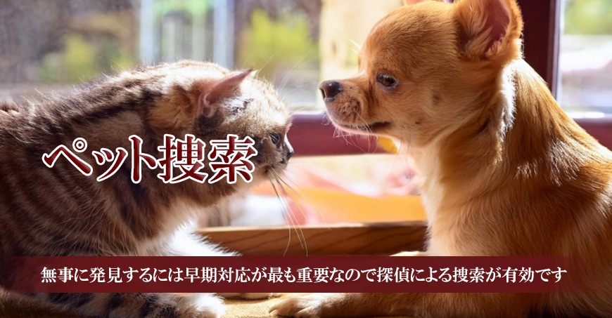 【金沢市　探偵】ペット捜索｜金沢市でペット捜索で探偵をお探しならスマイルエージェント金沢にお任せください。